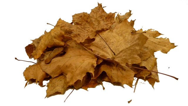 leaves