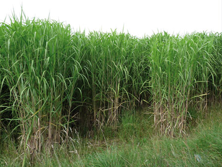 miscanthus