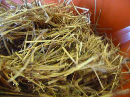 reed