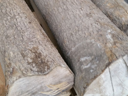 bark