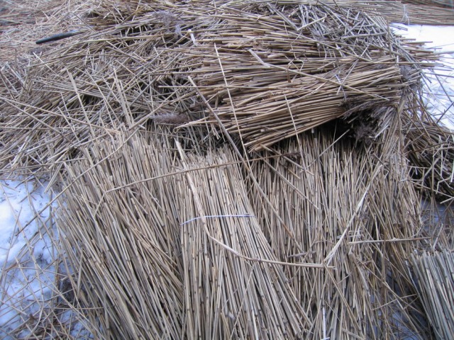 reed